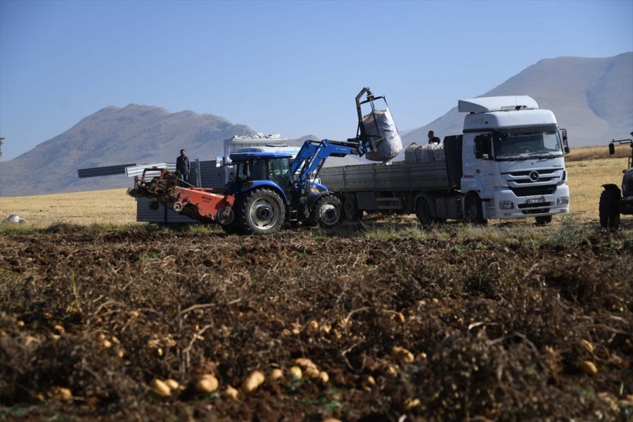 Kayseri'de Patates Hasadına Başlandı