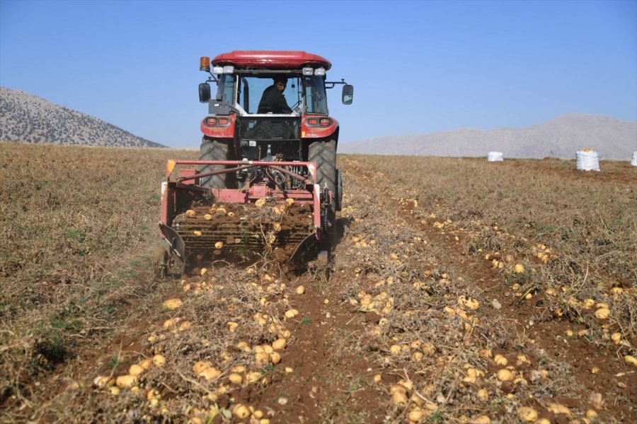 Kayseri'de Patates Hasadına Başlandı