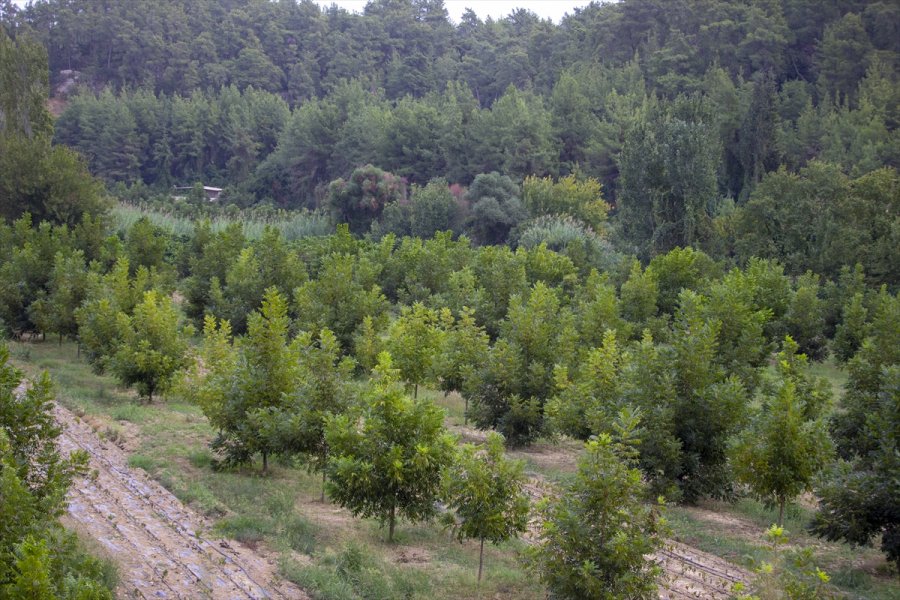 Bilgisayar Mühendisliğini Bırakıp Başladığı Pikan Cevizi Üretiminde Başarıyı Yakaladı