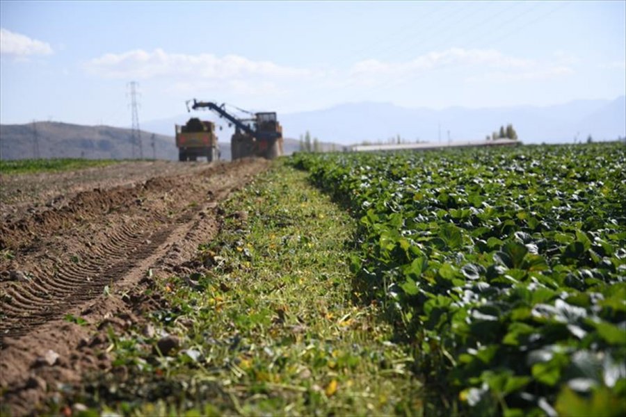 Kayseri, Sertifikalı Çilek Fidesi Üretiminde İddialı