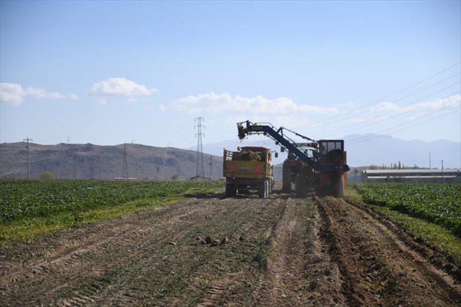 Kayseri, Sertifikalı Çilek Fidesi Üretiminde İddialı