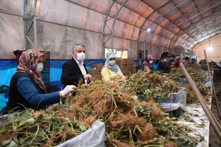 Kayseri, Sertifikalı Çilek Fidesi Üretiminde İddialı