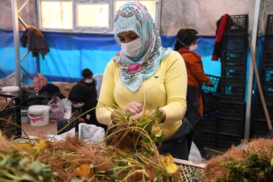 Kayseri, Sertifikalı Çilek Fidesi Üretiminde İddialı