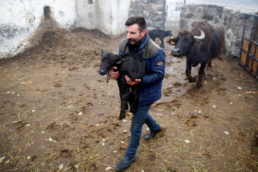 Kayserili Çiftçinin İkiz Manda Yavrusu Sevinci