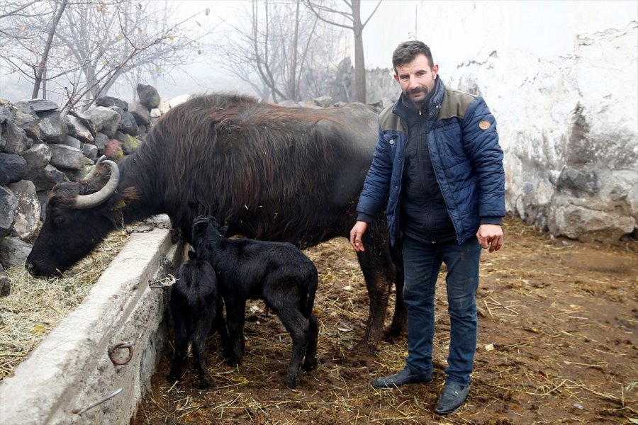 Kayserili Çiftçinin İkiz Manda Yavrusu Sevinci