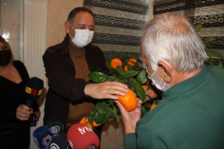 Kayseri'de Bir Aile, Evlerindeki Saksıda Yetiştirdiği Mandalinaları Ak Partili Özhaseki İle Topladı