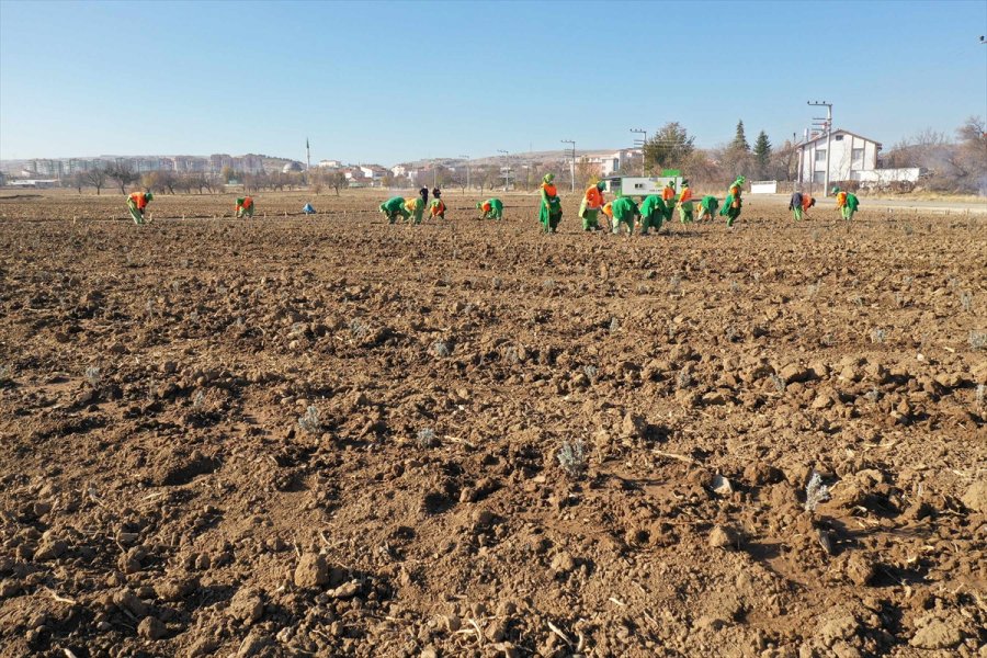 Konya'da Tıbbi Aromatik Bitki Bahçeleri Kuruldu