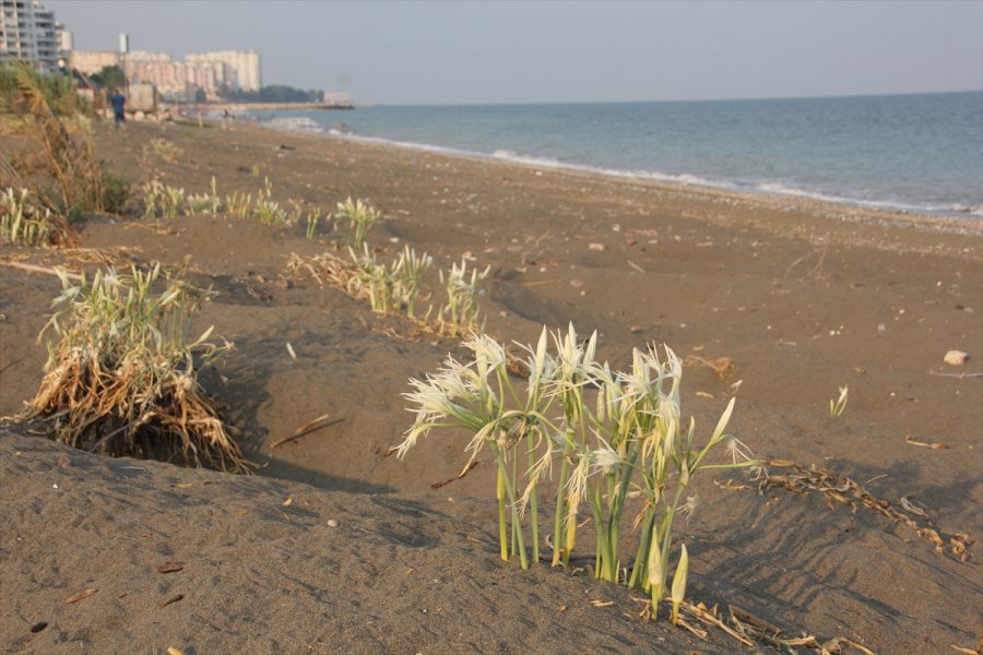 Mersin'de Alata Sahili'nin 