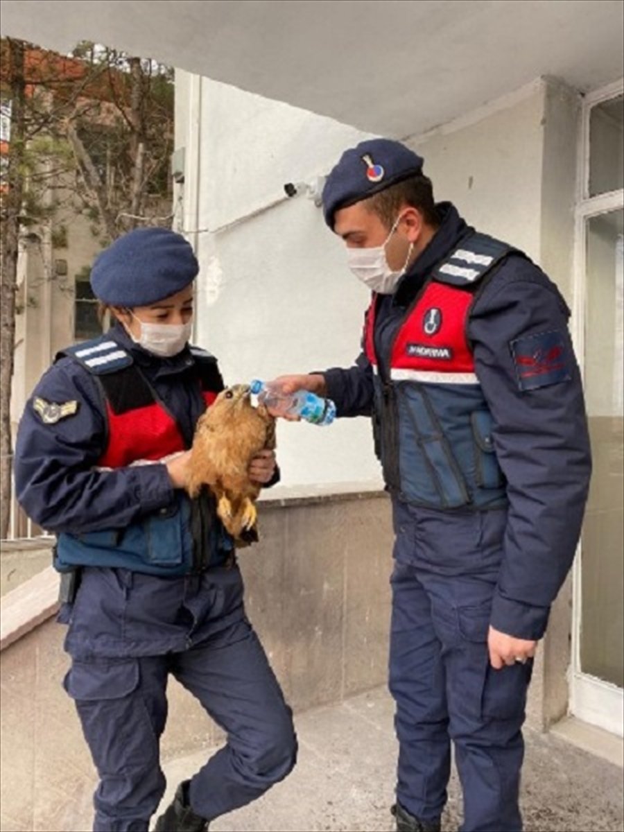 Eskişehir'de Arazide Unutulmuş Donmak Üzere 3 Kuzu İle Kanadı Kırık Şahini Jandarma Kurtardı