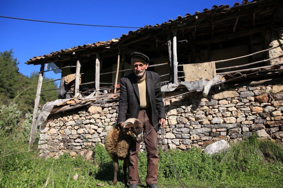 Eşinin Tek Emaneti Koça Gözü Gibi Bakıyor