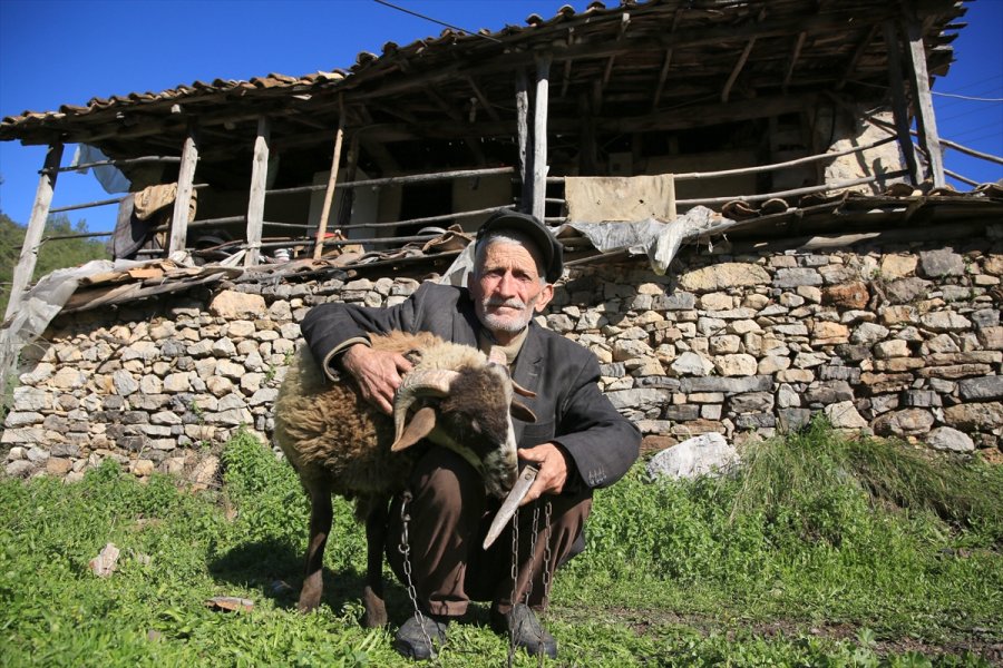 Eşinin Tek Emaneti Koça Gözü Gibi Bakıyor