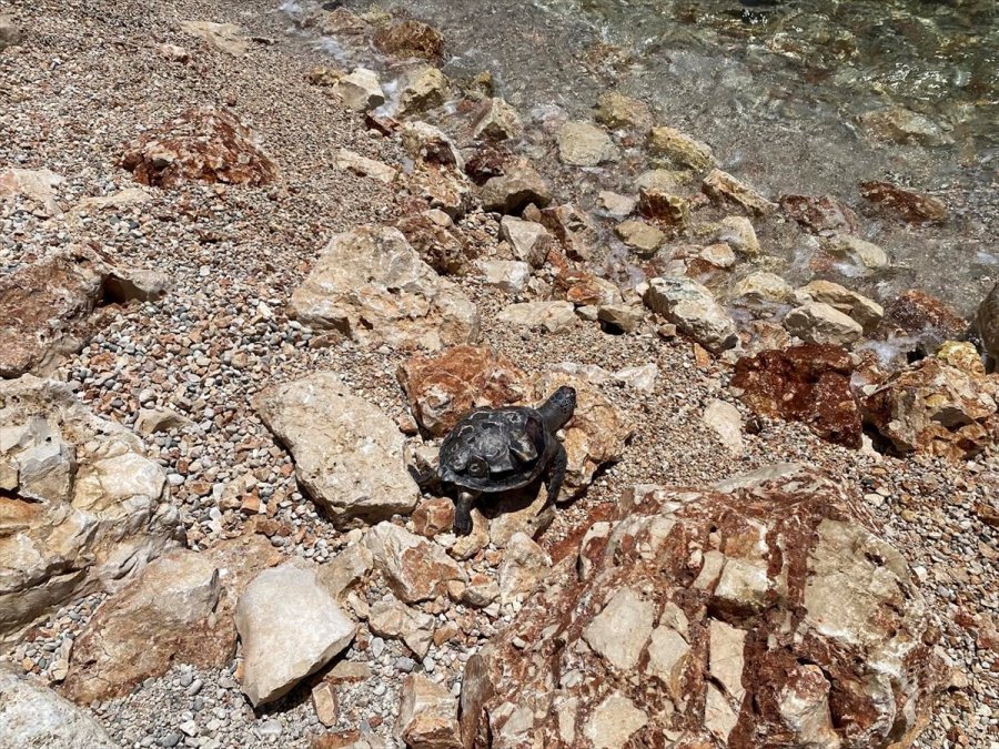 Antalya'da Ölü Caretta Caretta Bulundu