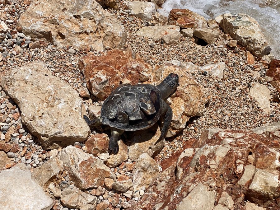 Antalya'da Ölü Caretta Caretta Bulundu