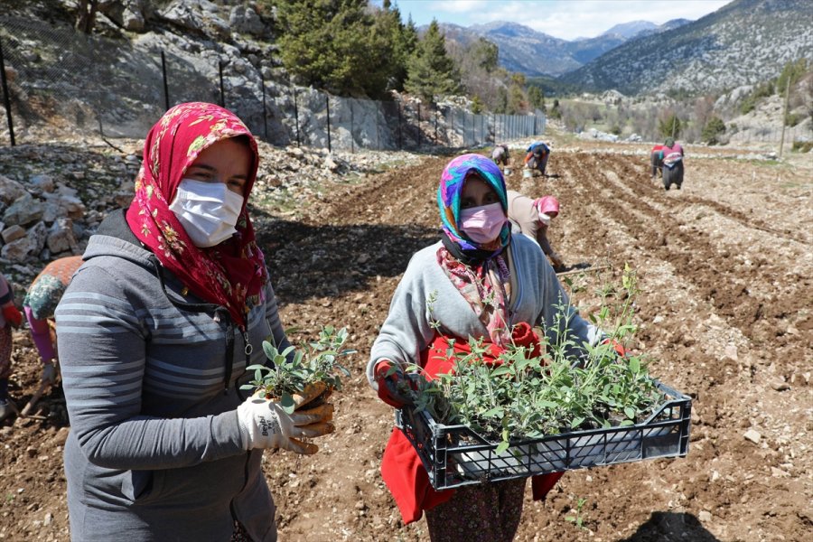 Antalya'da Tıbbi Ve Aromatik Bitki Üretimine Destek Veriliyor