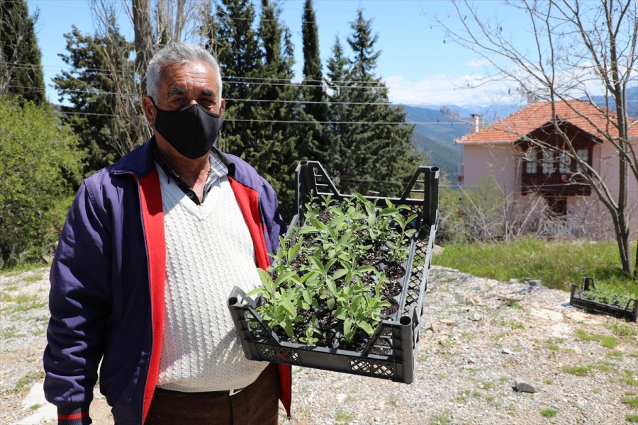 Antalya'da Tıbbi Ve Aromatik Bitki Üretimine Destek Veriliyor