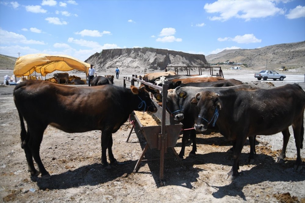 kayseri de kurban pazarlari denetlendi