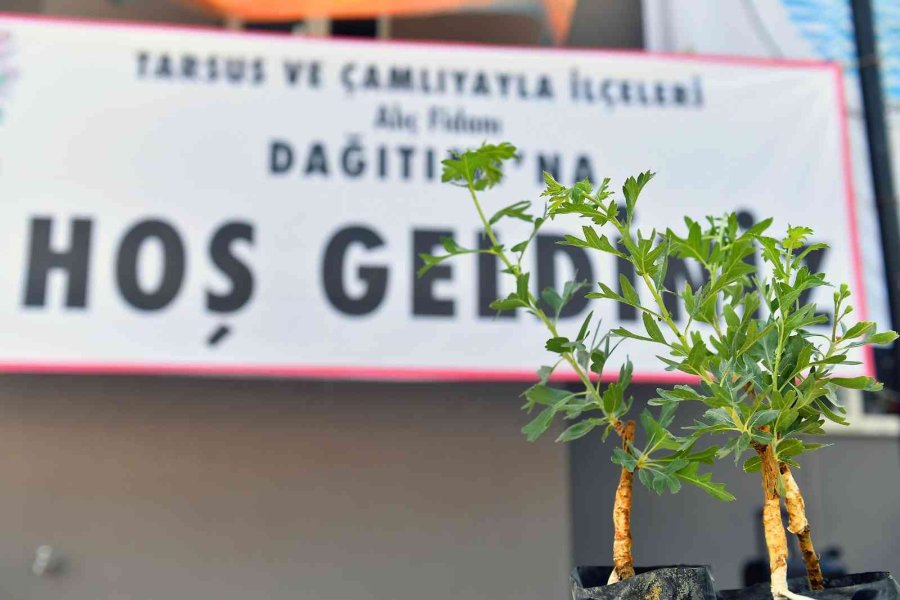 Tarsus Ve Çamlıyayla’da Çiftçilere Alıç Fidanı Dağıtıldı