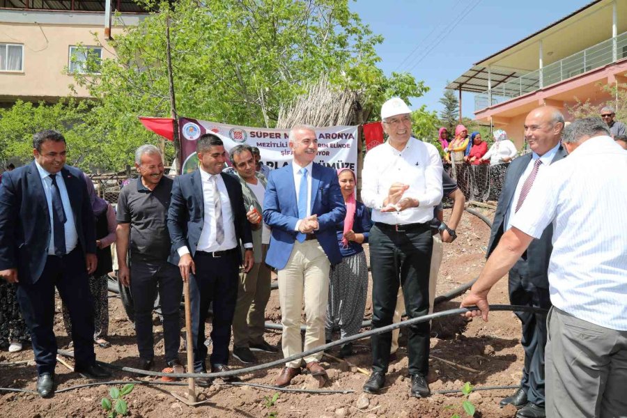 Mezitlili Kadınlar Aronya Üretimi İçin İlk Fidanları Toprakla Buluşturdu