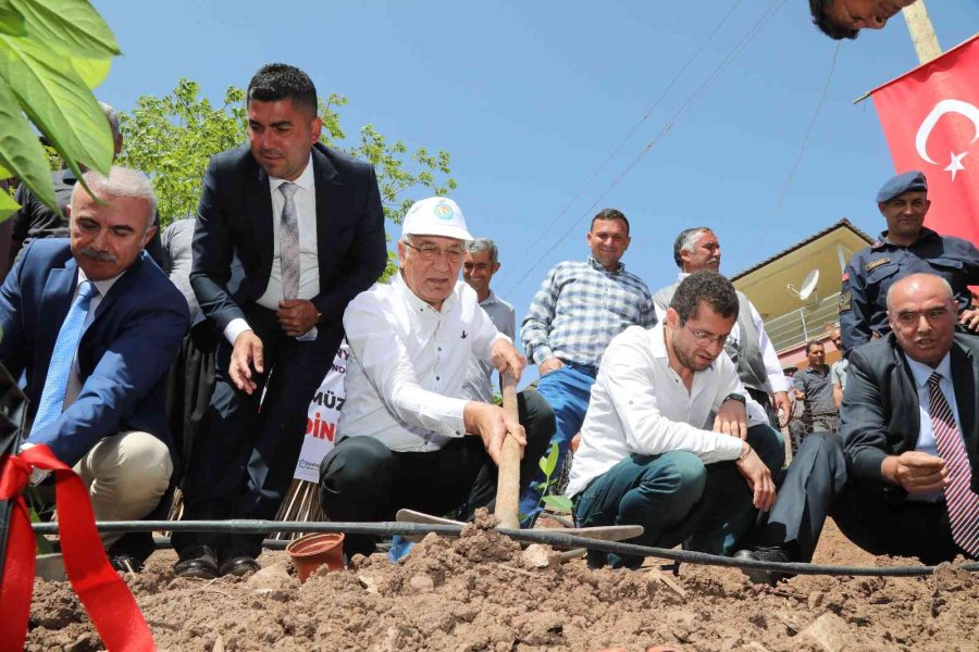 Mezitlili Kadınlar Aronya Üretimi İçin İlk Fidanları Toprakla Buluşturdu