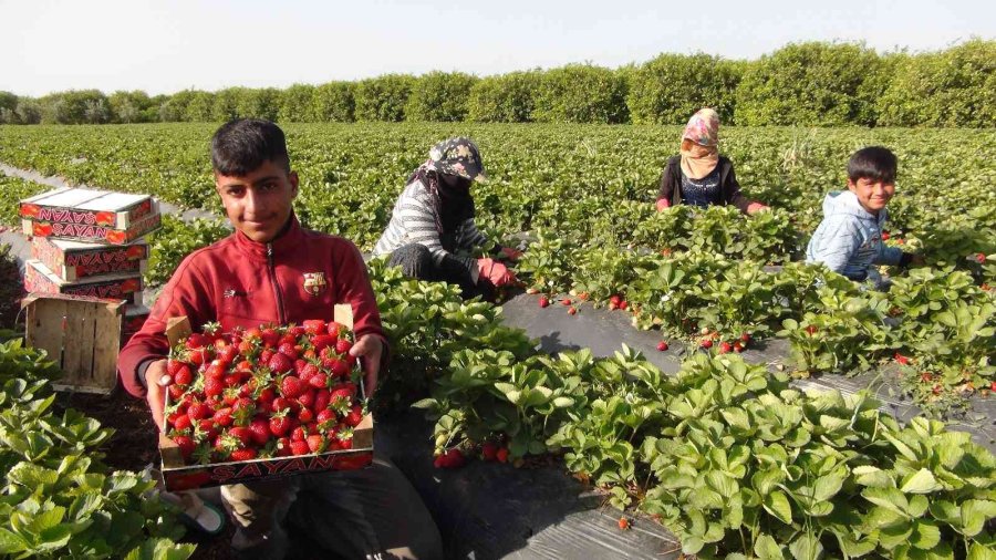 Coğrafi İşaret Tescilli Silifke Çileği, 15’ten Fazla Ülkeye İhraç Ediliyor