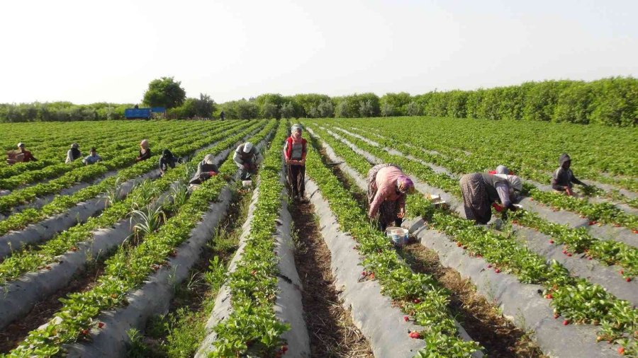 Coğrafi İşaret Tescilli Silifke Çileği, 15’ten Fazla Ülkeye İhraç Ediliyor