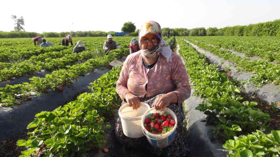 Coğrafi İşaret Tescilli Silifke Çileği, 15’ten Fazla Ülkeye İhraç Ediliyor