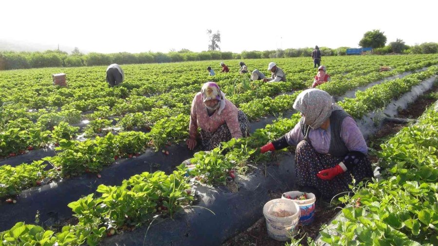 Coğrafi İşaret Tescilli Silifke Çileği, 15’ten Fazla Ülkeye İhraç Ediliyor