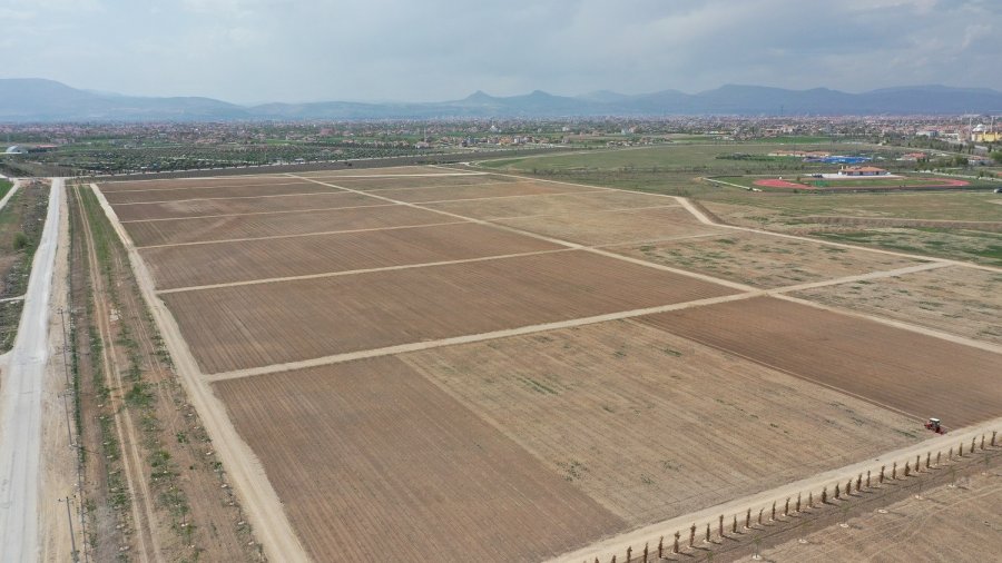 Karatay’daki Lavanta Bahçeleri 400 Bin Metrekare Büyüklüğe Ulaştı