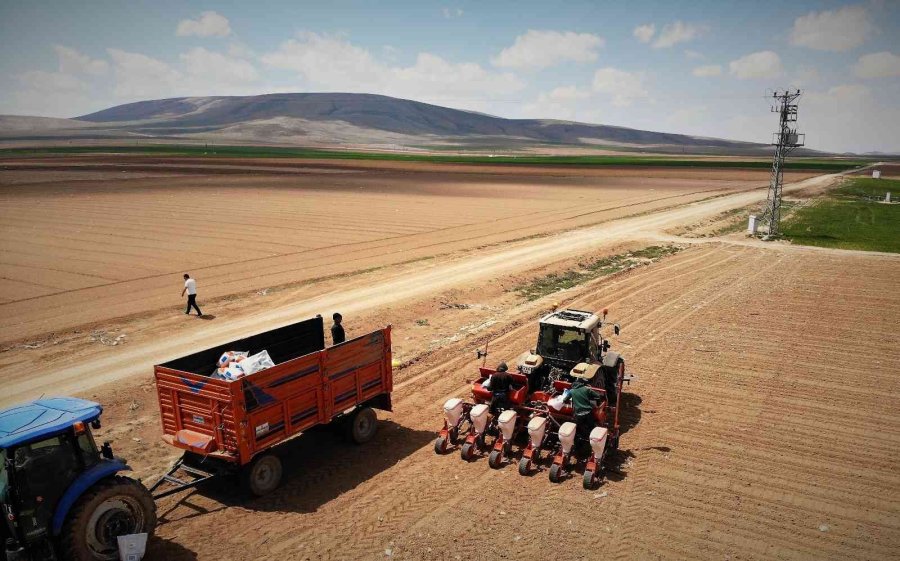 Konya Ovasında Ayçiçeği Ve Pancarda Yüksek Rekolte Umudu