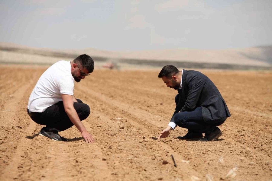 Konya Ovasında Ayçiçeği Ve Pancarda Yüksek Rekolte Umudu