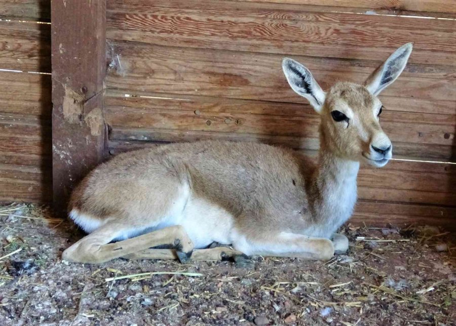 Yaşadığı Bölgeden 450 Kilometre Uzakta Bulundu