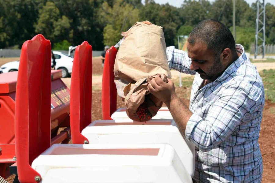 Tarsus Belediyesinden Hayvan Besicilerine Silajlık Mısır Desteği