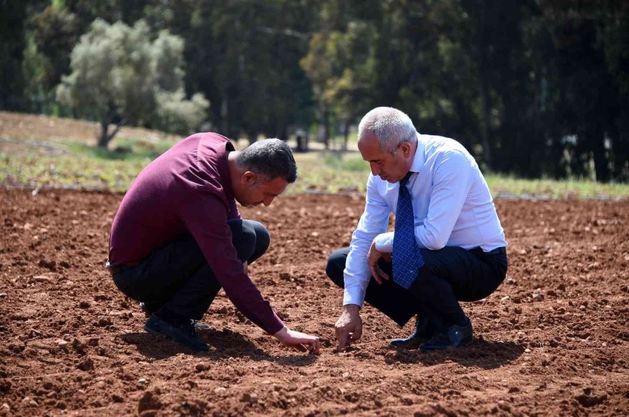 Tarsus Belediyesinden Hayvan Besicilerine Silajlık Mısır Desteği