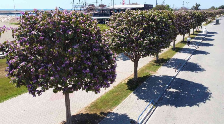 Mersin’de Yaz Havasıyla Orkide Ağaçları Çiçek Açtı, Karsambaç Satışları Başladı