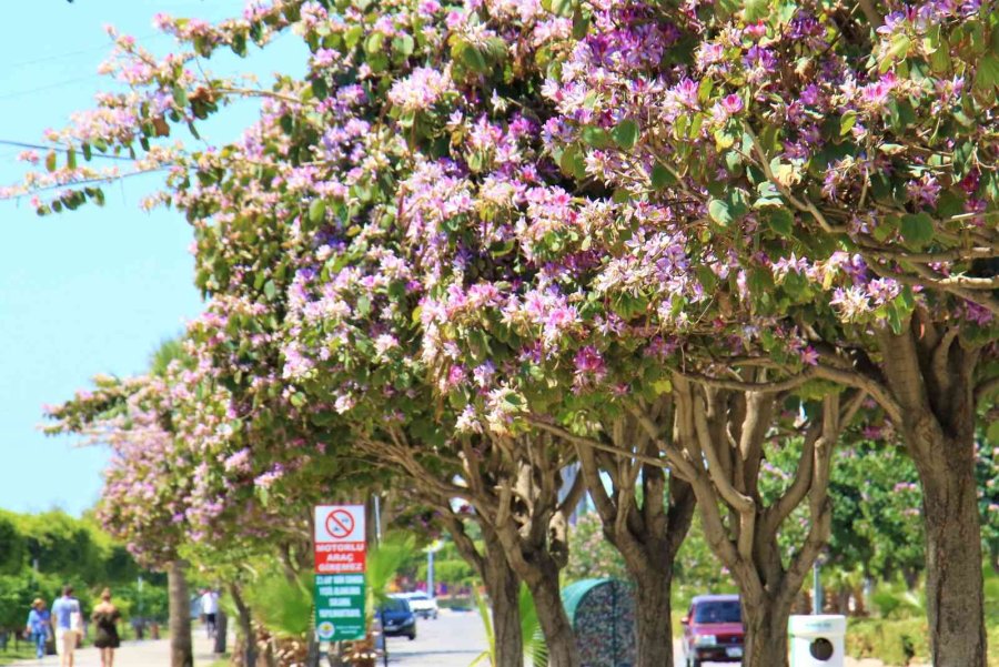 Mersin’de Yaz Havasıyla Orkide Ağaçları Çiçek Açtı, Karsambaç Satışları Başladı