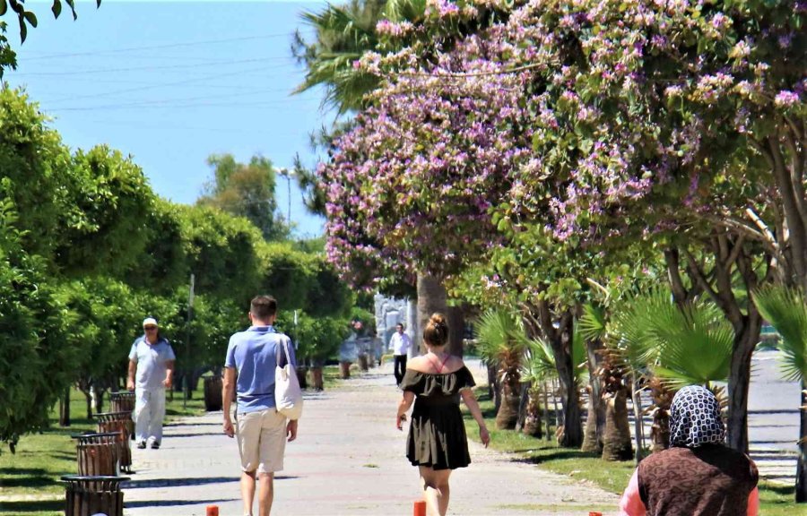 Mersin’de Yaz Havasıyla Orkide Ağaçları Çiçek Açtı, Karsambaç Satışları Başladı