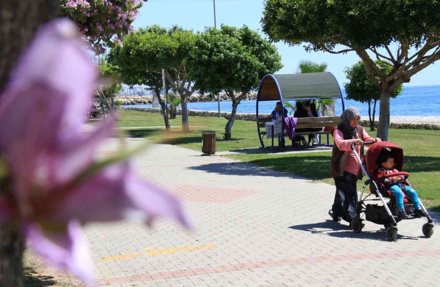 Mersin’de Yaz Havasıyla Orkide Ağaçları Çiçek Açtı, Karsambaç Satışları Başladı