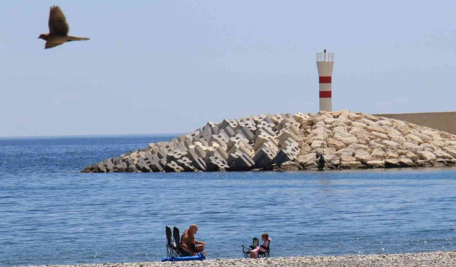 Mersin’de Yaz Havasıyla Orkide Ağaçları Çiçek Açtı, Karsambaç Satışları Başladı