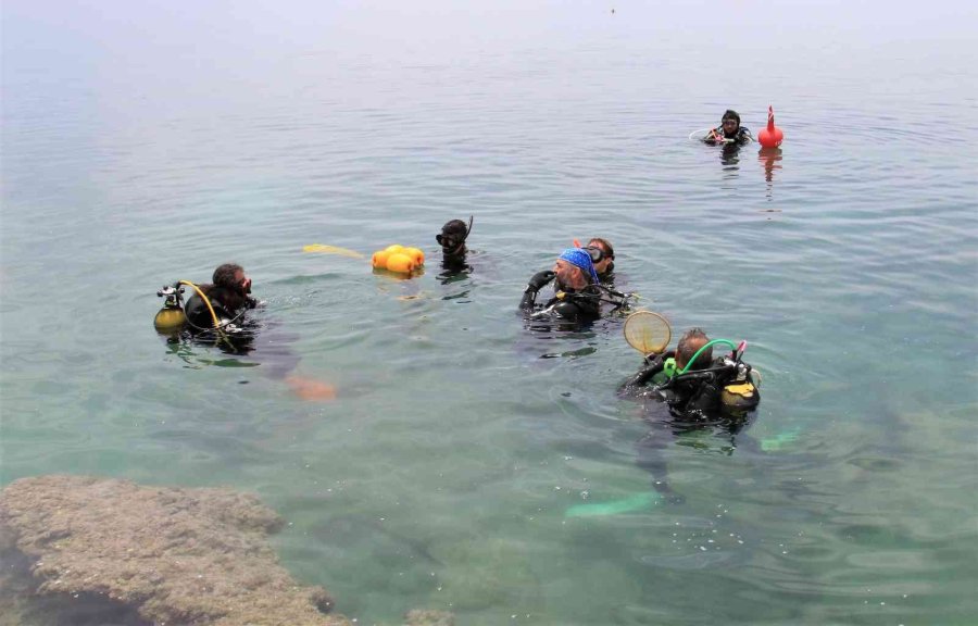 Akdeniz’de Dikenli Zehirli İstilacı Deniz Kestanesi Tehlikesi