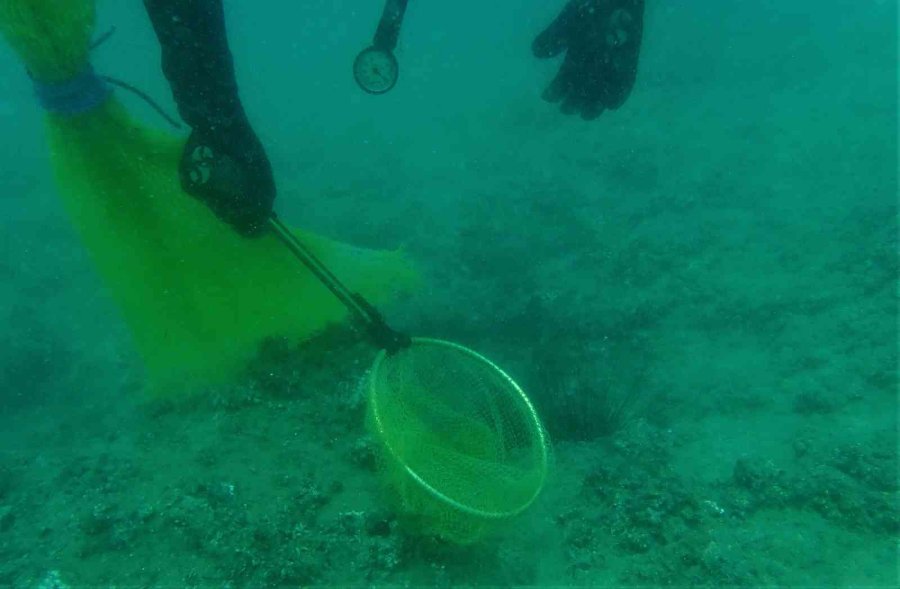 Akdeniz’de Dikenli Zehirli İstilacı Deniz Kestanesi Tehlikesi