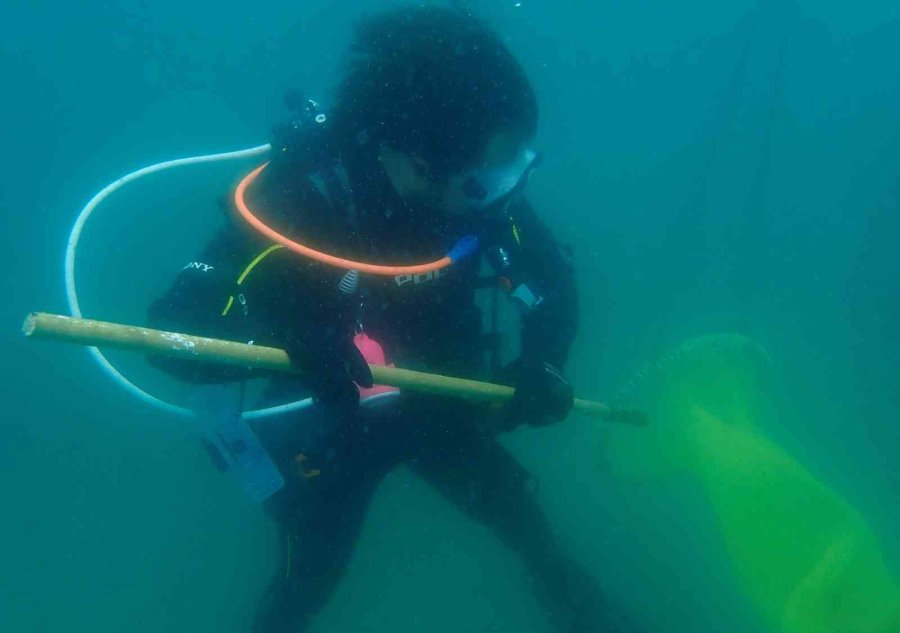 Akdeniz’de Dikenli Zehirli İstilacı Deniz Kestanesi Tehlikesi