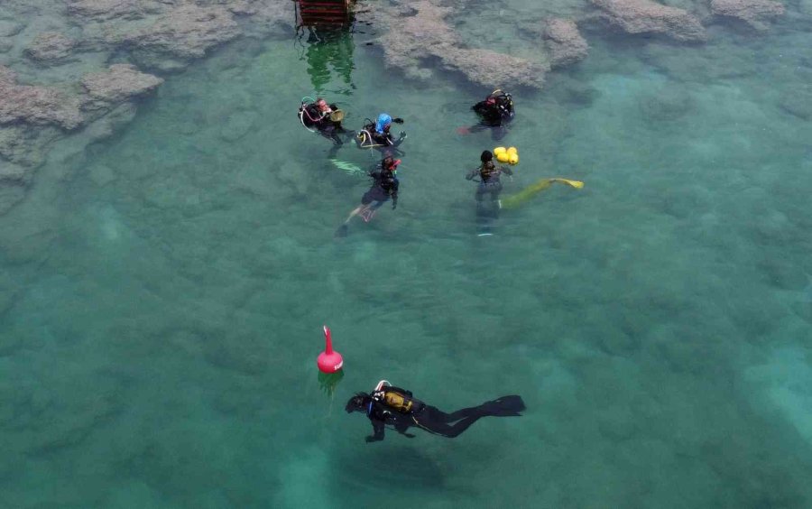 Akdeniz’de Dikenli Zehirli İstilacı Deniz Kestanesi Tehlikesi