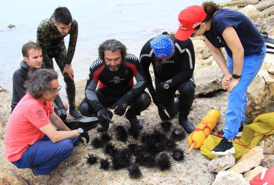 Akdeniz’de Dikenli Zehirli İstilacı Deniz Kestanesi Tehlikesi