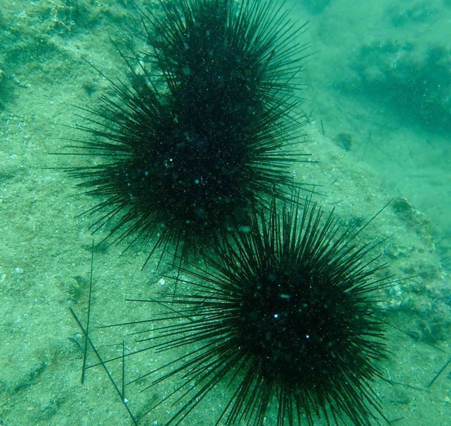 Akdeniz’de Dikenli Zehirli İstilacı Deniz Kestanesi Tehlikesi