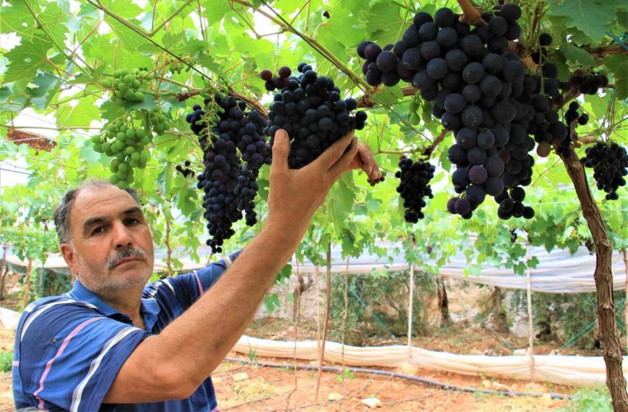 Turfanda Siyah İncide Hasat Zamanı... İlk Talep Turizm Bölgelerinden