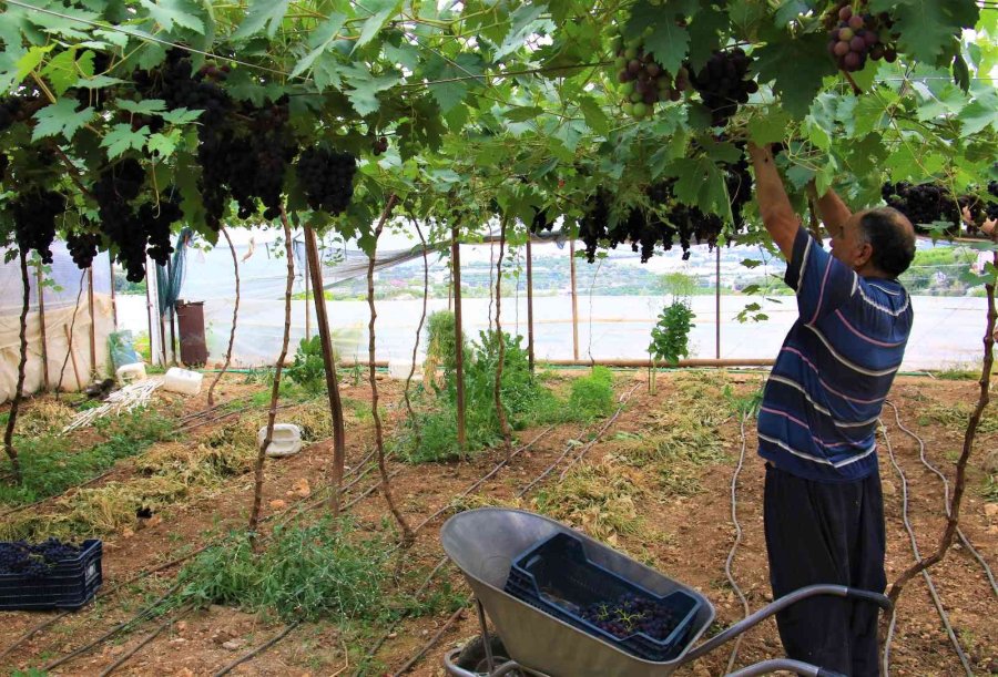 Turfanda Siyah İncide Hasat Zamanı... İlk Talep Turizm Bölgelerinden