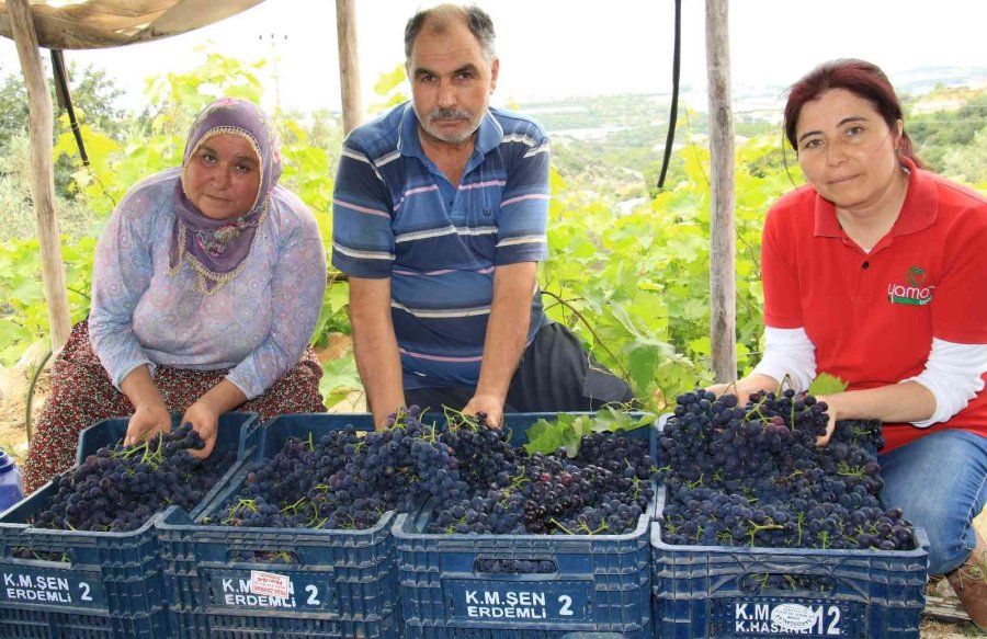 Turfanda Siyah İncide Hasat Zamanı... İlk Talep Turizm Bölgelerinden