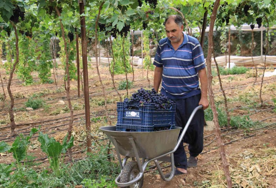 Turfanda Siyah İncide Hasat Zamanı... İlk Talep Turizm Bölgelerinden