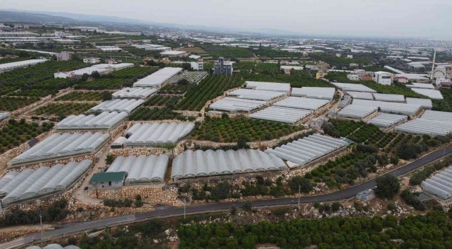 Turfanda Siyah İncide Hasat Zamanı... İlk Talep Turizm Bölgelerinden