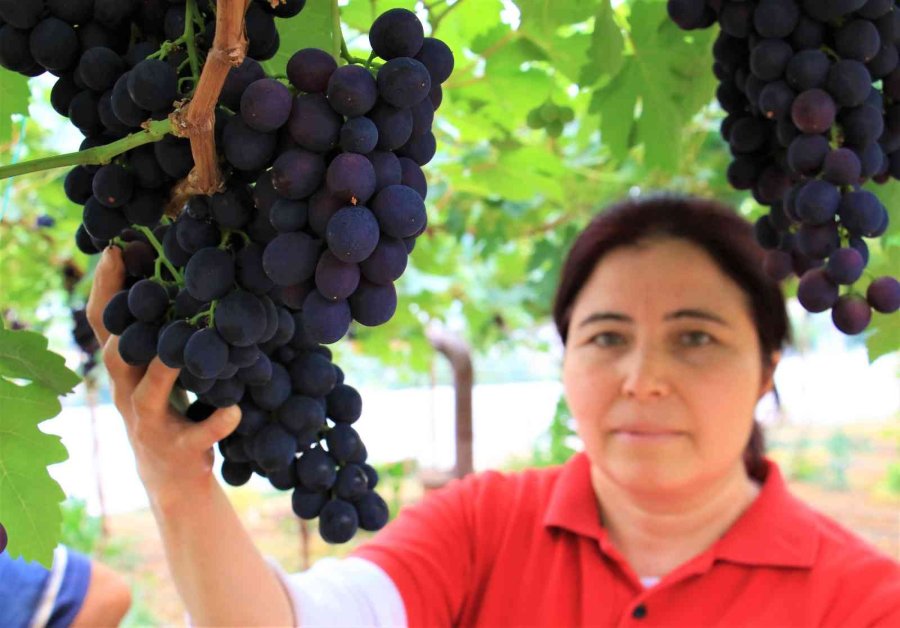 Turfanda Siyah İncide Hasat Zamanı... İlk Talep Turizm Bölgelerinden